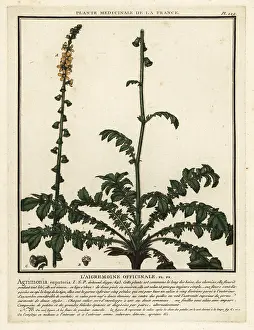 Plante Medicinale De La France: Common agrimony, Agrimonia eupatoria
