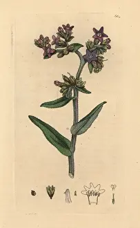 Alkanet: Common alkanet, Anchusa officinalis