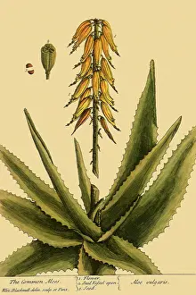Blackwell: Common Aloe