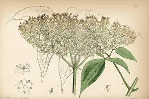 Hanhart: Common American elderberry, Sambucus canadensis