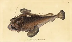 Lophius: Common angler fish, Lophius piscatorius