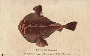 Lophius: Common angler fish, Lophius piscatorius