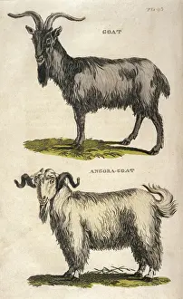 Angora: COMMON AND ANGORA GOAT