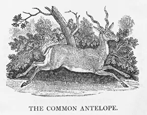 Capra: COMMON ANTELOPE (BEWICK)