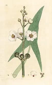 Arrowhead: Common arrowhead, Sagittaria sagittifolia