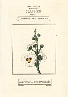 Arrowhead: Common arrowhead, Sagittaria sagittifolia