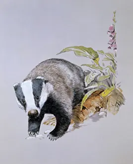 Meles: A Common Badger (Meles meles)