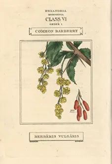 Duppa: Common barberry, Berberis vulgaris