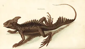 Basilisk: Common basilisk, Basiliscus basiliscus