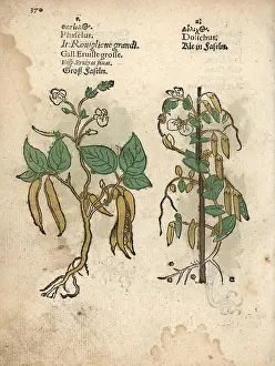 Lonicer: Common bean, Phaseolus vulgaris, and small