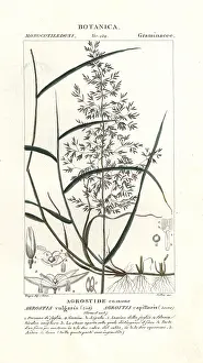 Jointed: Common bent, Agrostis capillaris
