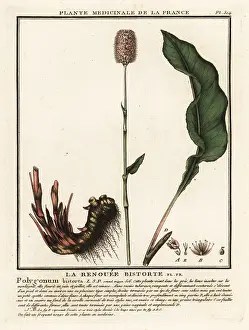 18th Century: Common bistort, Persicaria bistorta
