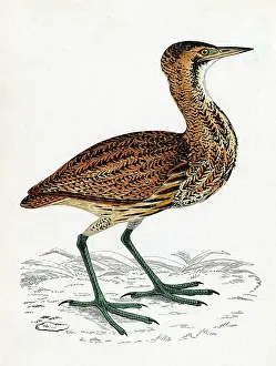 Favours: COMMON BITTERN