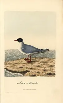 Black Headed: Common black-headed gull, Larus ridibundus