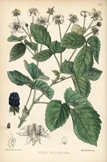 Villosus: Common blackberry, Rubus villosus