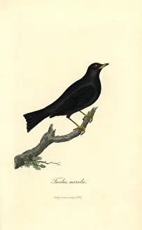 Merula: Common blackbird, Turdus merula