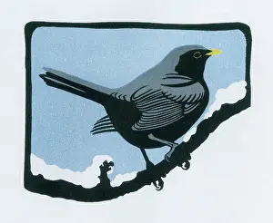 Perch: Common Blackbird - Winter (1/2)