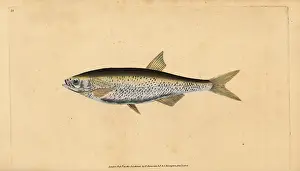 Cyprinus: Common bleak, Alburnus alburnus