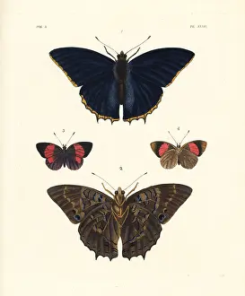 Nymphalis: Common blue charaxes and blind eighty-eight moth
