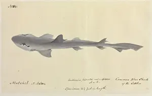 Elasmobranch: Common blue shark illustration