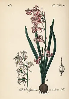 Endymion: Common bluebell, Hyacinthoides non-scripta