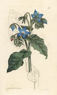 Borage: Common borage, Borago officinalis