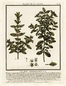 18th Century: Common box, Buxus sempervirens