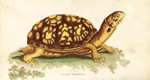 Testudo: Common box turtle, Terrapene carolina