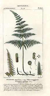 Larch: Common bracken or brake, Pteridium aquilinum