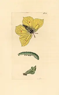 Buckthorn: Common brimstone, Gonepteryx rhamni