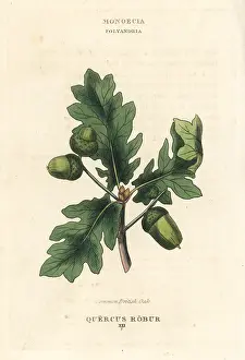 Robur: Common British oak tree, Quercus robur