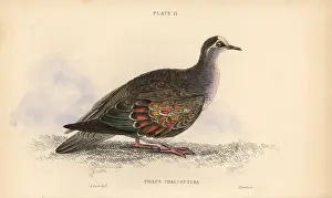 Prideaux: Common bronzewing, Phaps chalcoptera