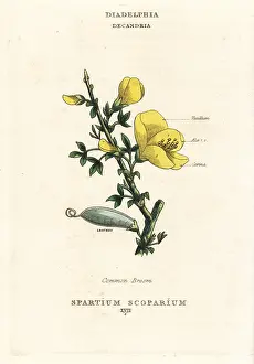 Duppa: Common broom, Cytisus scoparius