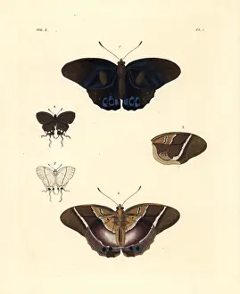 Ventral: Common brown morpho and falsehead butterfly