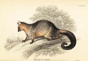 Volume Xi: Common brushtail possum, Trichosurus vulpecula