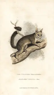 Possum: Common brushtail possum, Trichosurus vulpecula