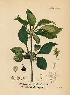 Buckthorn: Common buckthorn or purging buckthorn, Rhamnus cathartica