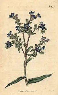 Bugloss: Common bugloss, Anchusa officinalis