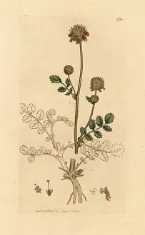 Burnet: Common burnet, Sanguisorba minor