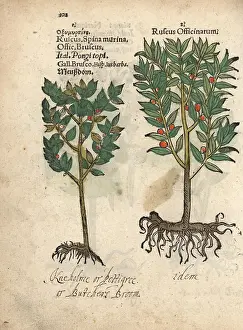 Lonicer: Common butcher's broom, Ruscus aculeatus