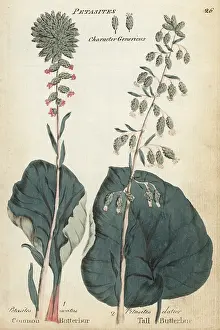 Principally: Common butterbur and tall butterbur