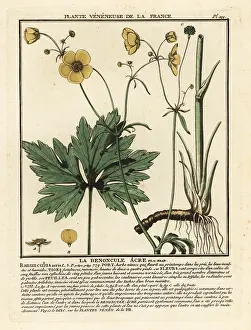 Colour Printing: Common buttercup, Ranunculus acris