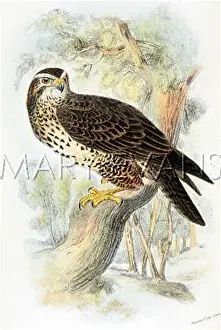 Excessive: COMMON BUZZARD