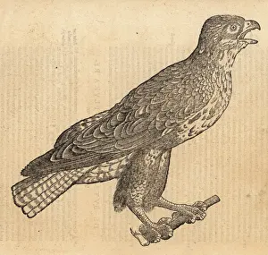 Wechel: Common buzzard, Buteo buteo