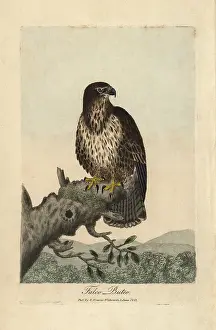 Buteo: Common buzzard, Falco buteo, Buteo buteo