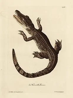 Auserlesenes: Common caiman, Caiman crocodilus