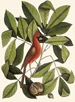 Cardinalis: Common Cardinal, Cardinalis cardinalis