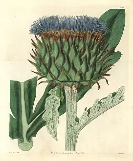 Cynara: Common cardoon, Cynara cardunculus var