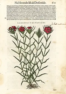 Mattioli: Common carnation, Dianthus caryophyllus