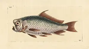 Carpio: Common carp, Cyprinus carpio carpio. Vulnerable